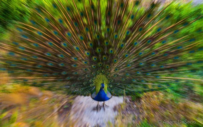 Peacock, Tuscany
