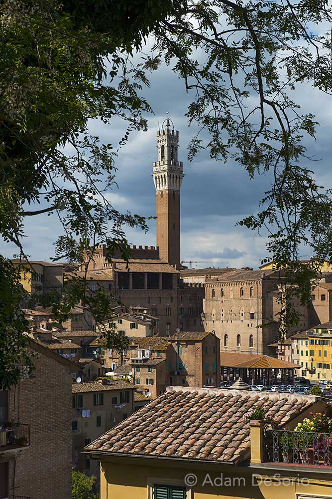Siena Tower Tree, Italy