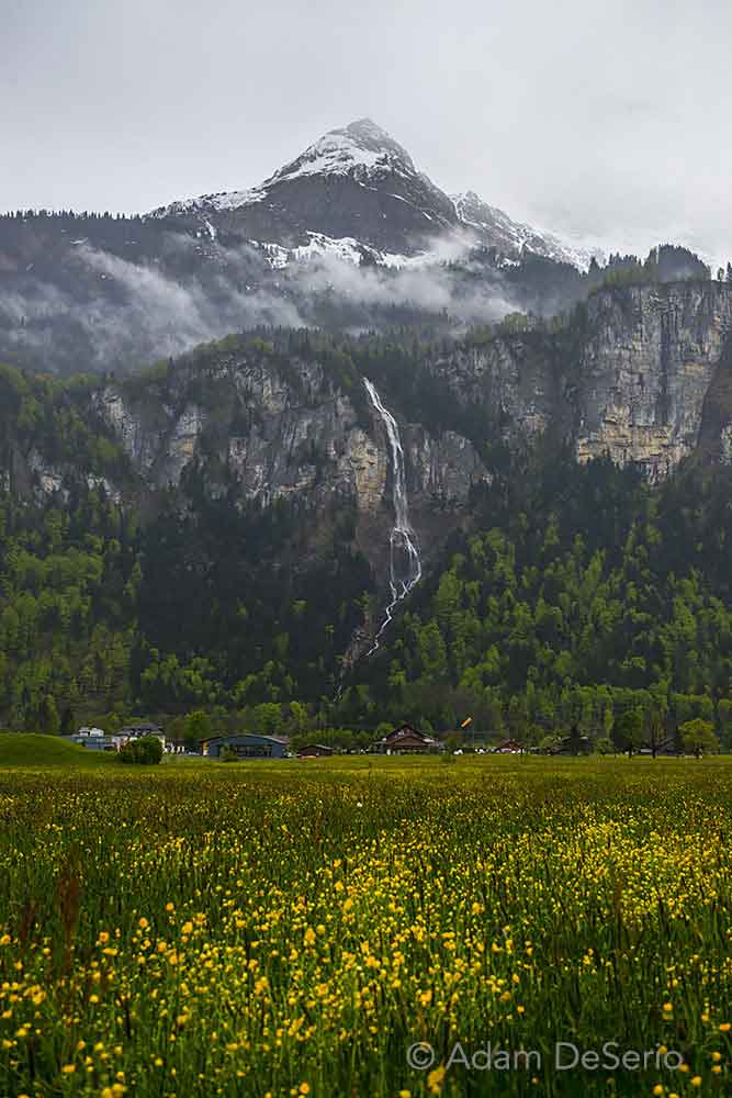 Swiss Alps Flowers and Falls