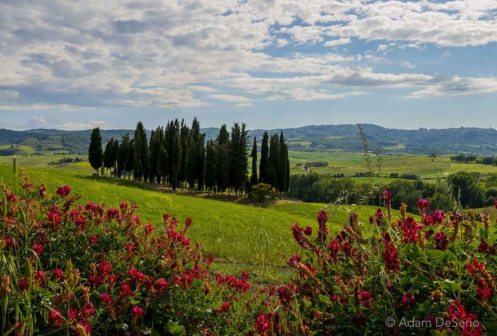Trees And Flowers, Tuscany