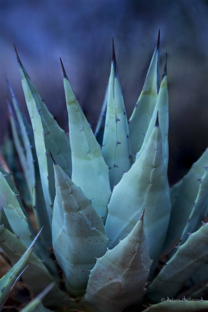 Agave Plant V1, Arizona