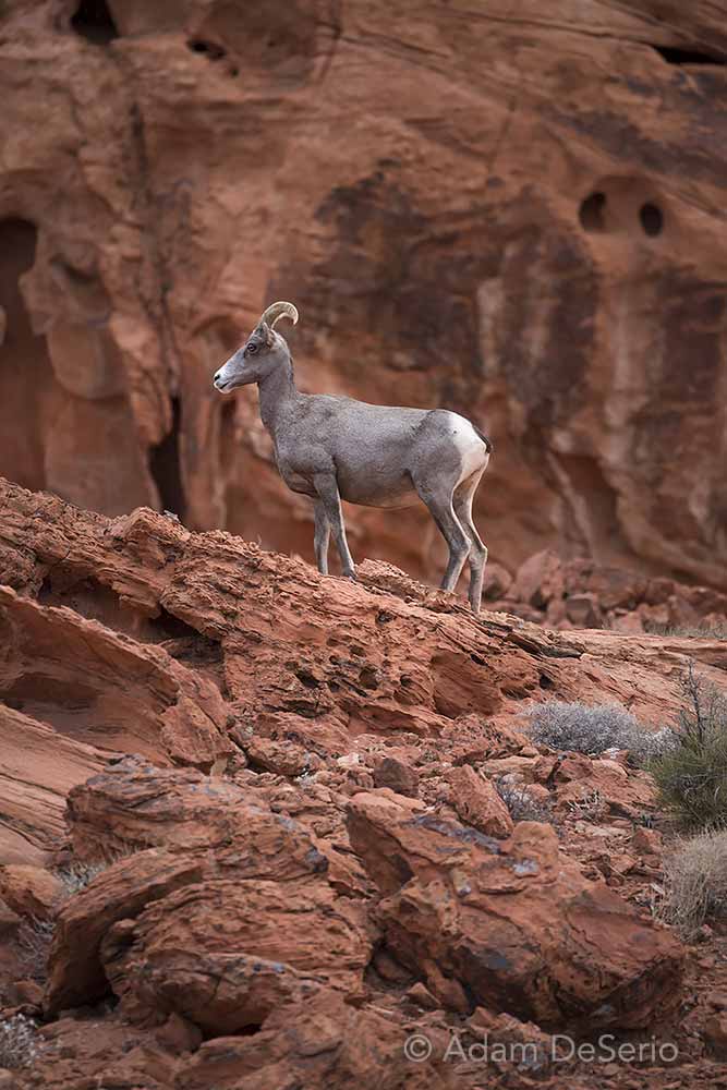 Horned Sheep, Valley Of Fire, Nevada
