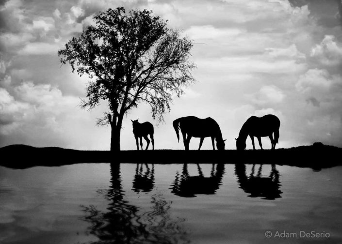 Horse Reflection, Kentucky