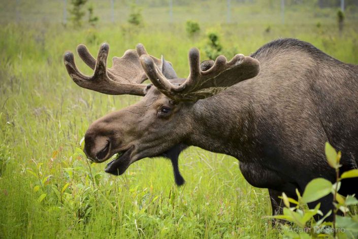Moose, Alaska