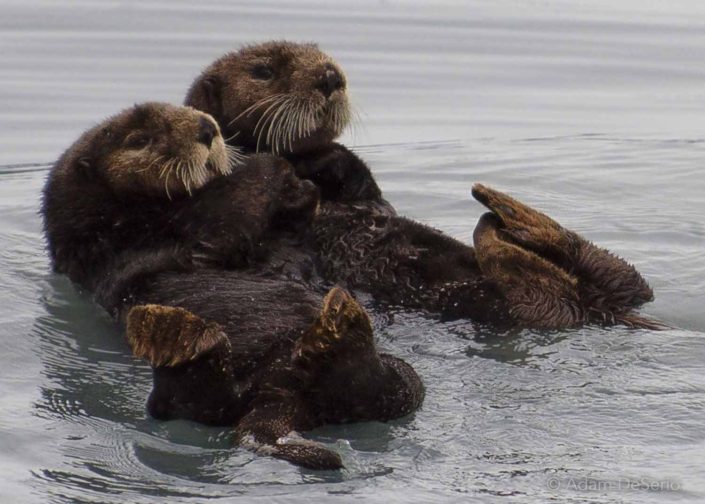 Otters Hold Hands, Alaska