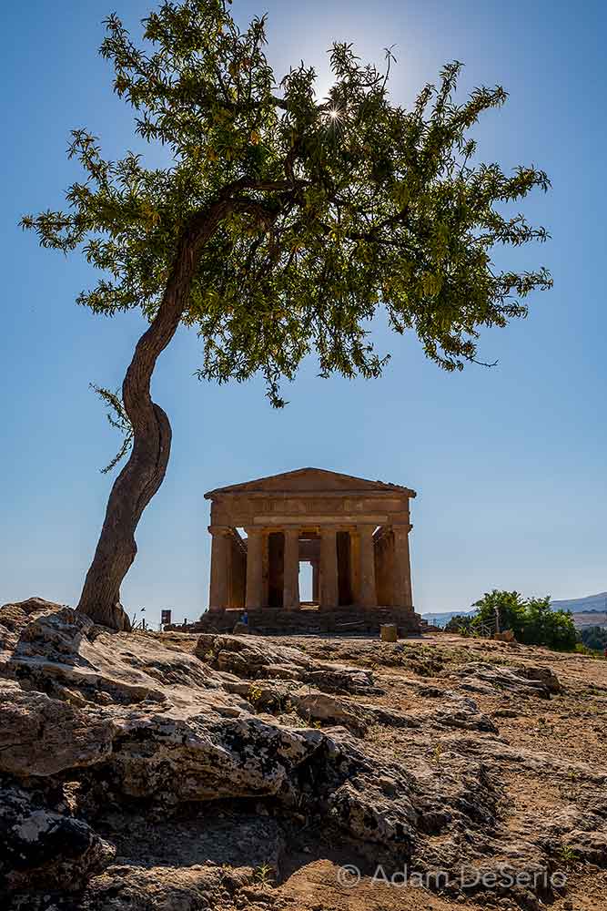 Agrigento Temple and Tree
