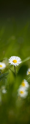 Lucca Flower