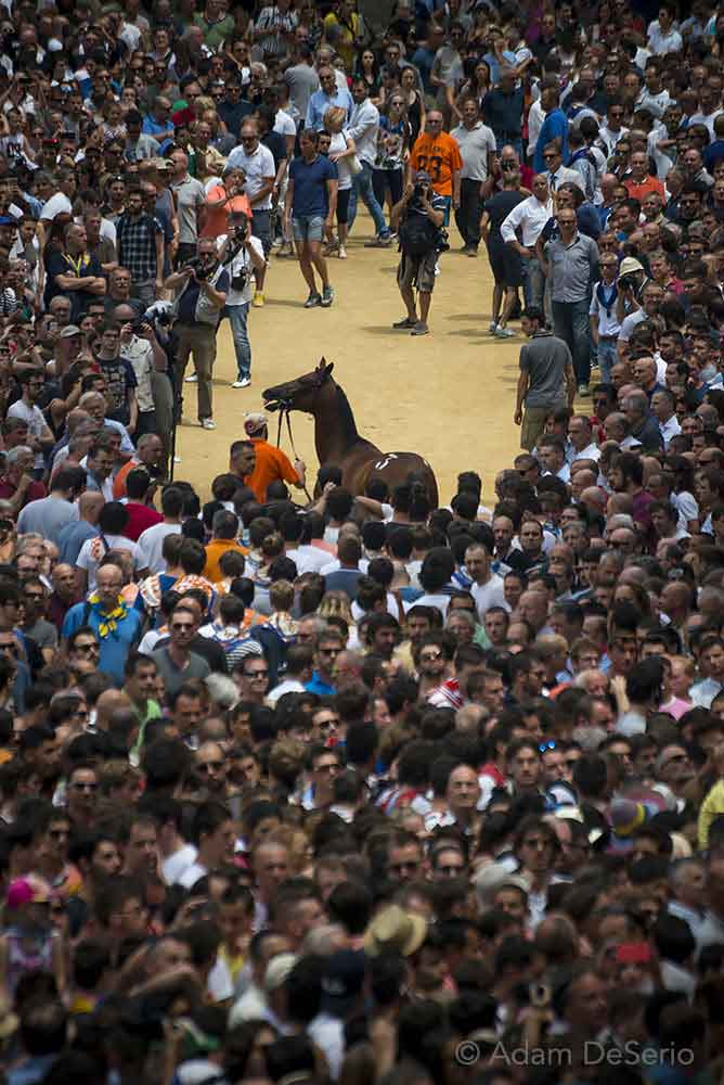 Getting The Horse, Palio, Siena, Italy