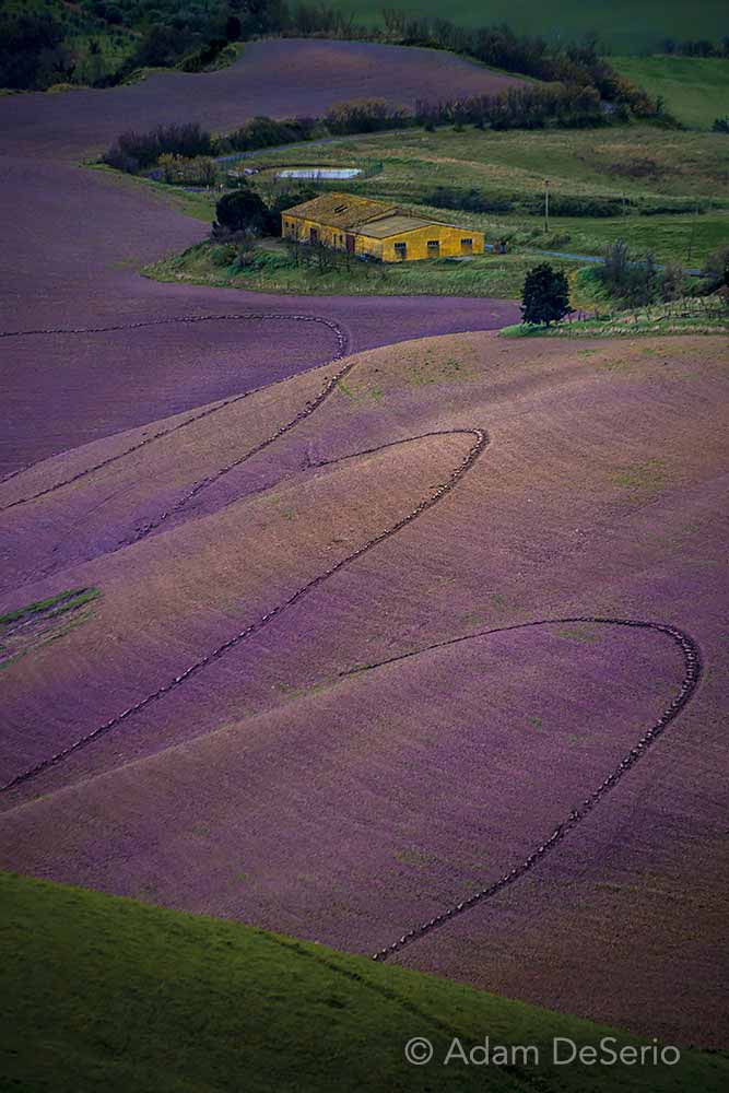 Field Of Purple, Tuscany