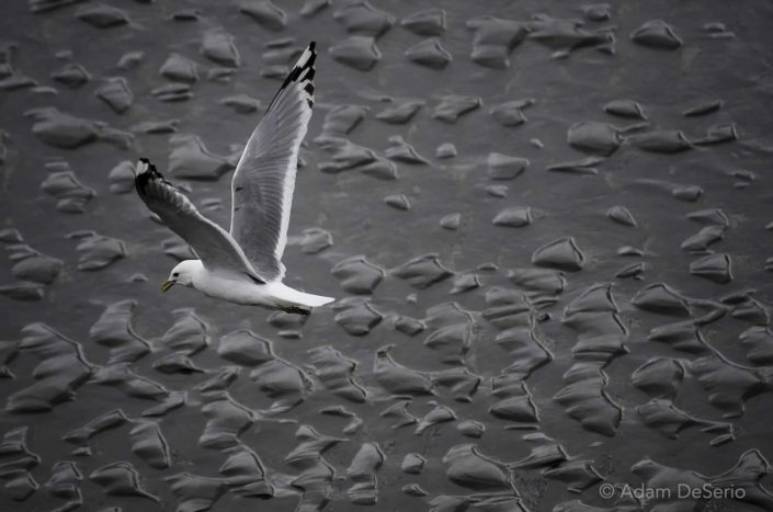 Seagull, Alaska