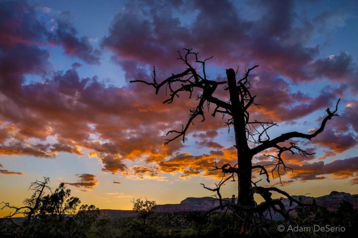 Sedona Tree and Sunset, Arizona
