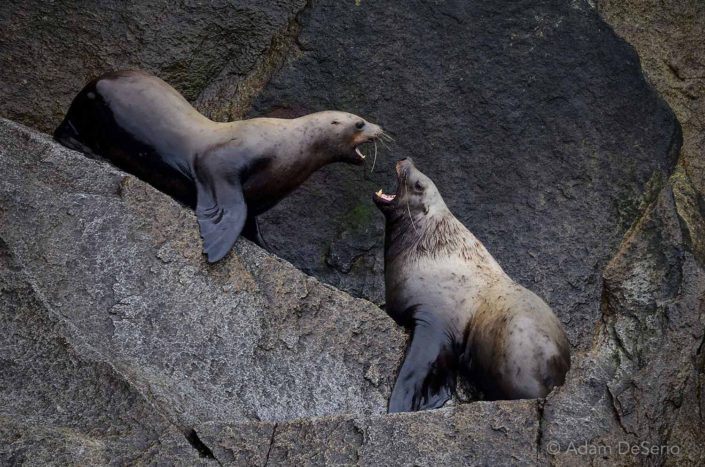 Talking Back, Seals, Alaska