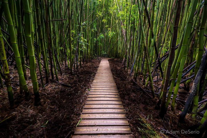 Hana Bamboo Forest