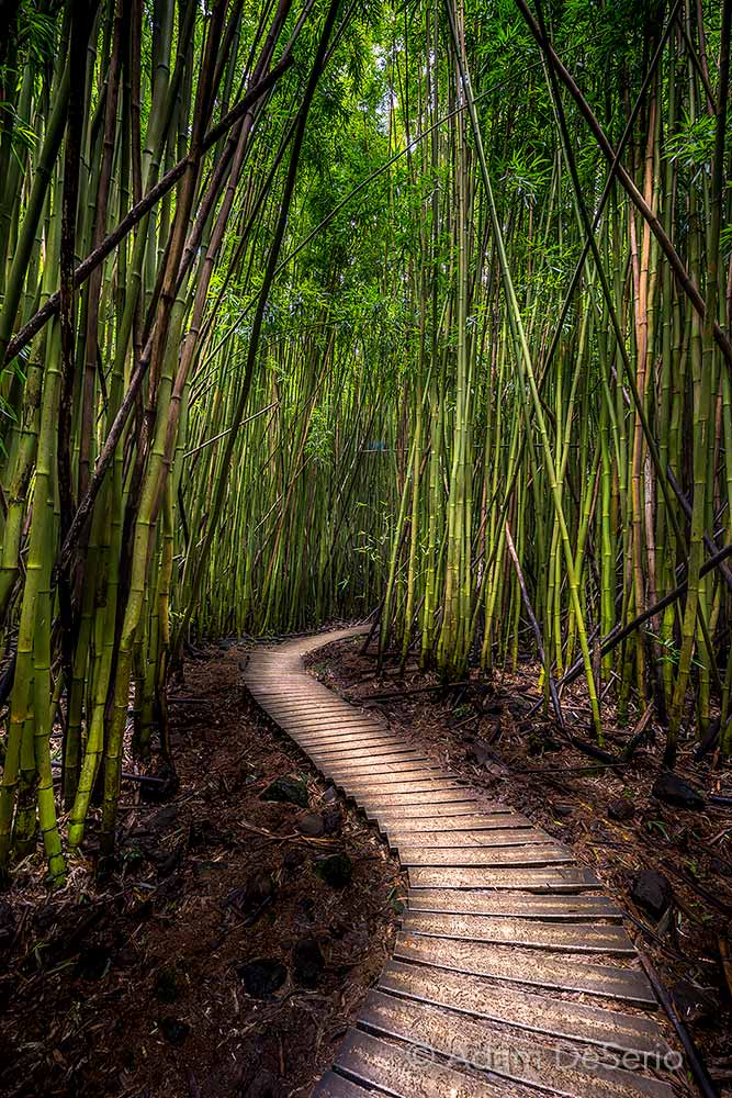 Hana Bamboo Forest Path